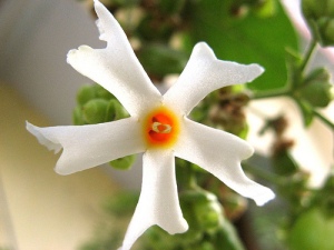 Parijat flower